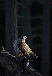 BB 15 0025 / Accipiter gentilis / Hønsehauk